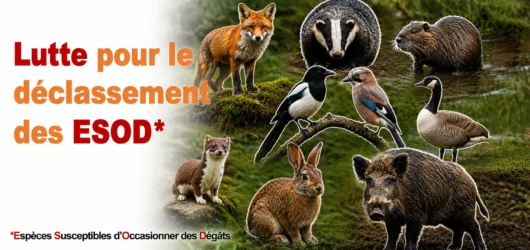 Cause animale : mieux protéger et cohabiter avec la faune sauvage
